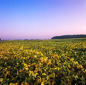 soi cau nam